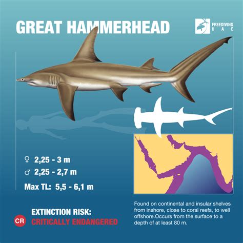 Great Hammerhead Shark Size