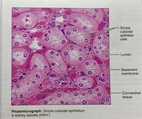 Simple Cuboidal Epithelium Diagram Quizlet | Free Download Nude Photo ...