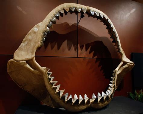 What Newfound Fossils Say About Prehistoric 'Mega-Shark' | Megalodon ...