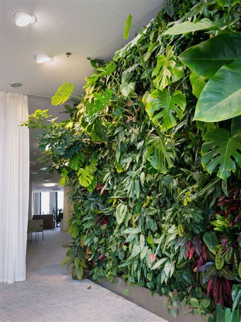 Plants For An Indoor Wall: Houseplants For Indoor Vertical Gardens ...