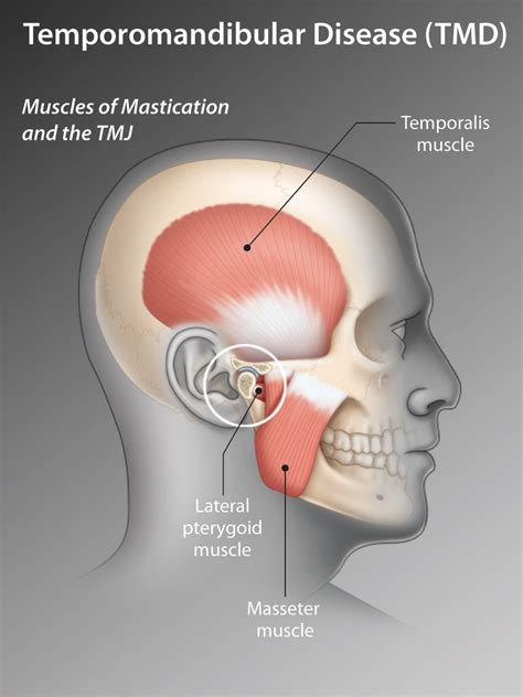 TMJ Disc Anatomy