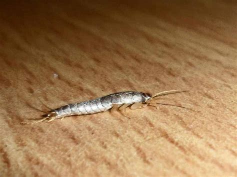 Silverfish