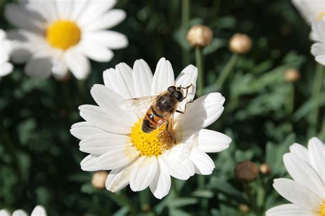 Bee Pollinating a Flower Photograph by Robert Hamm - Fine Art America