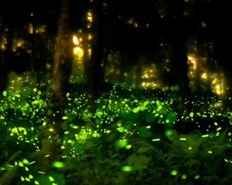 Natural Bioluminescent Flowers | Best Flower Site