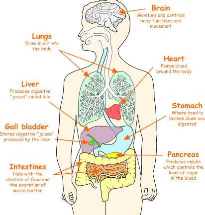 Organs Body Map : Photos: Body Worlds Vital Opens At Faneuil Hall ...