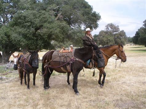 Mule skinner Charlie gives her pack mule team demonstration~Manzanita ...