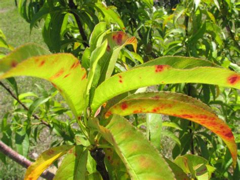 Fruit Tree Options for the Florida Panhandle | Gardening in the Panhandle