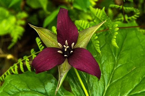 Native Woodland Flowers: What Are Some Common Woodland Plants ...