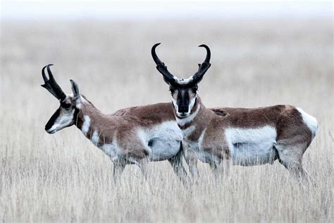 Pronghorn permit hunt creates lifetime memories