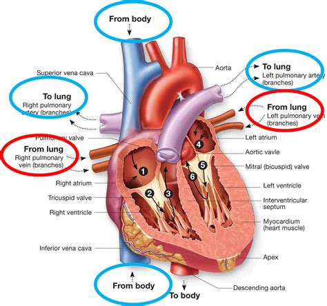 Heart blood flow diagram - rightbaseball