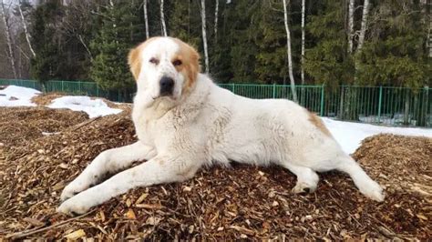 Is Mulch Safe For Dogs? - The Garden Shed