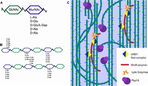 Peptidoglycan and the construction of the bacterial cell wall. (A) The ...