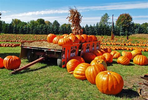 50 CONNECTICUT FIELD PUMPKIN BigTom Orange Yankee Cucurbita | Etsy