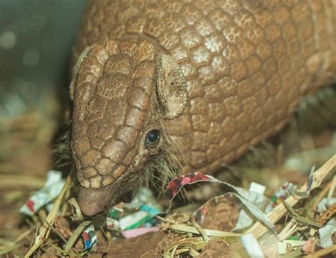 Armadillo Face Close Up