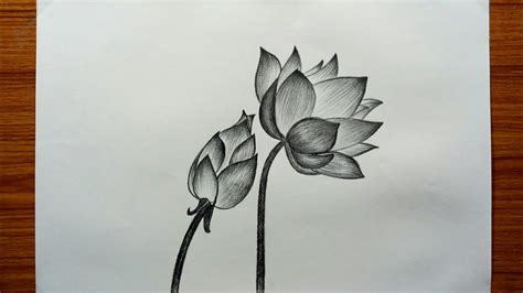 Pencil Sketch Of Lotus Flower | Best Flower Site