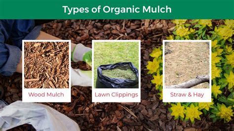 Garden Mulches Types | Fasci Garden