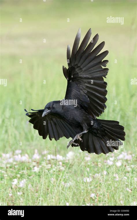 Cuerco fotografías e imágenes de alta resolución - Alamy