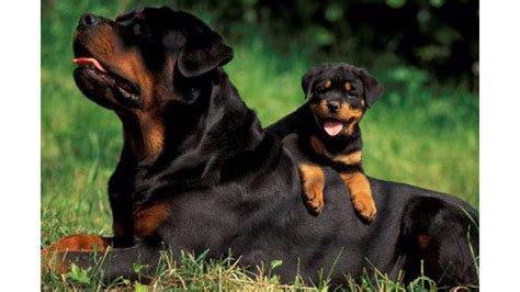 Rottweiler Puppies Wallpaper (54+ images)