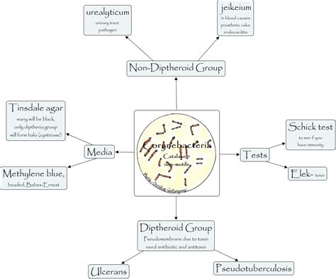 Corynebacterium