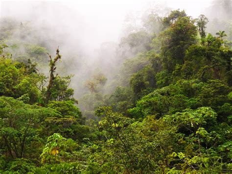 A first look at our Panama reforestation project! - Klima