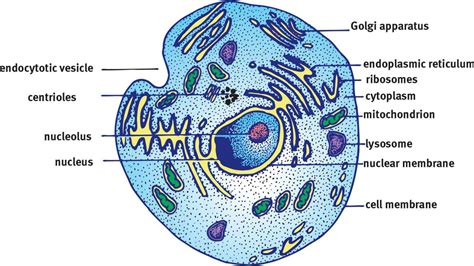 Simple Eukaryotic Cell Diagram