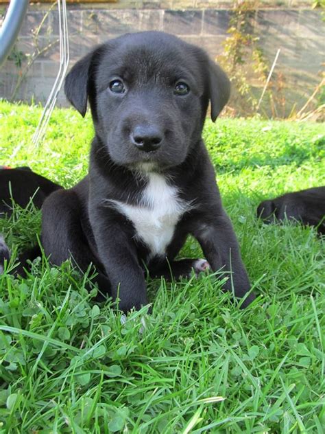 Borador (Border Collie-Lab Mix) Info, Puppies, Temperament, Pictures