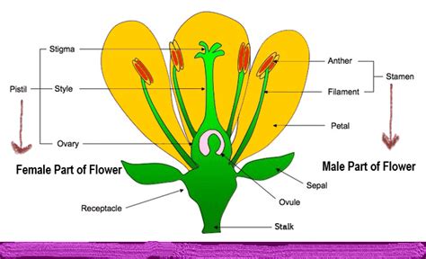 Male And Female Flower Parts / Flower Structure Biology For Majors Ii ...