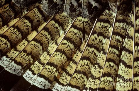 Ruffed Grouse Tail Feathers Photograph by William H. Mullins - Pixels