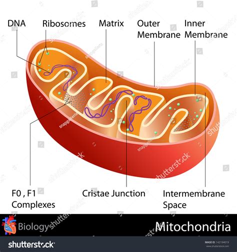 Easy Edit Vector Illustration Mitochondria Diagram Stock Vector ...