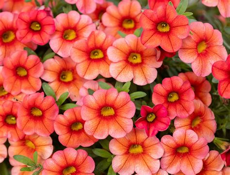 Calibrachoa Guide: How to Grow & Care for “Million Bells”