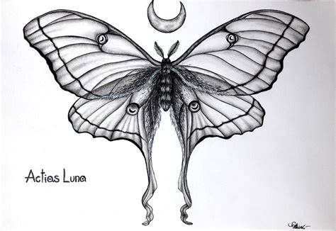 Actias luna: Moon moth actias luna black pen draw tattoo art black and ...