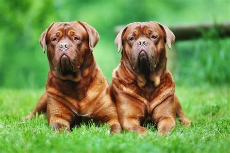 9 of the World's Largest Dog Breeds