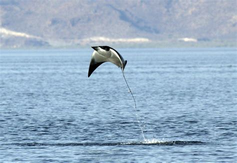 Photos of Mobulid mantas>