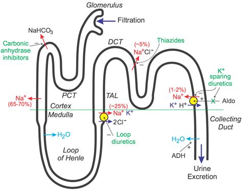 Diuretics - Mechanism of Action, Types, Classification, Drugs - Vaidyaनमः