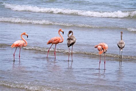 Flamingos spotted in Wisconsin for first time in history | Not the Bee