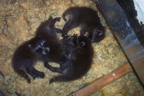 Raccoon Nest in Attic - Nest of Baby Raccoons