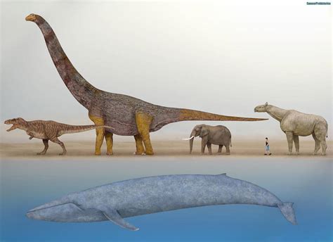 Blue Whale Size Comparison by SameerPrehistorica on DeviantArt