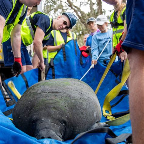 Video Manatee rescued as a baby is released into the wild - ABC News