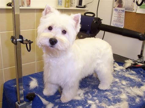 Pin by Carissa Ledbetter on Hairstyles for Layla! | Westies, Westie ...