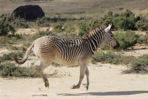 The Quagga Project - Bringing an Animal Back From Extinction!