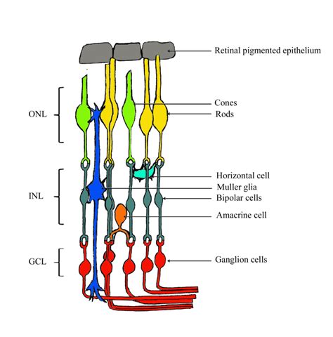 Reactive Muller Glia as Potential Retinal Progenitors | IntechOpen