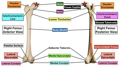 Femur (Thigh Bone): Definition, Location, Anatomy, Diagrams, 44% OFF