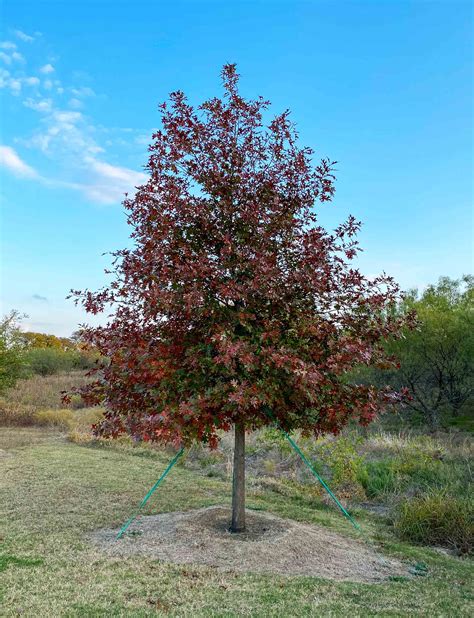 Texas Red Oak Tree Leaves