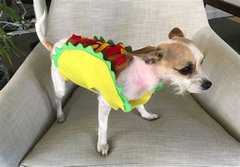 Easy No-Sew Doggy Taco Costume