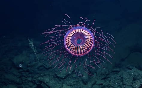 How Scientists Use Bioluminescent Deep-Sea Creatures to Fight — Oceans ...