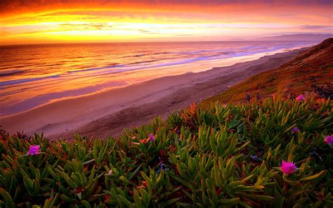 ocean and flowers paintings | Beach Ocean Sunset Plant flowers shore ...