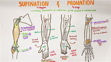 Arm Supination And Pronation Vector Illustration | ubicaciondepersonas ...