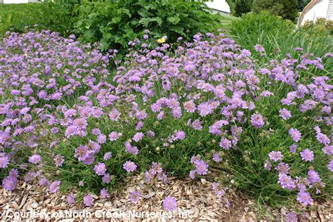 Scabiosa Butterfly Blue Pincushion Flower for Sale | Rare Roots