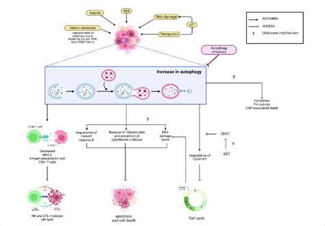 Increased autophagy prevents cancer cell elimination and contributes to ...