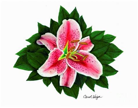 Stargazer Lily Drawing by Carol Veiga - Fine Art America